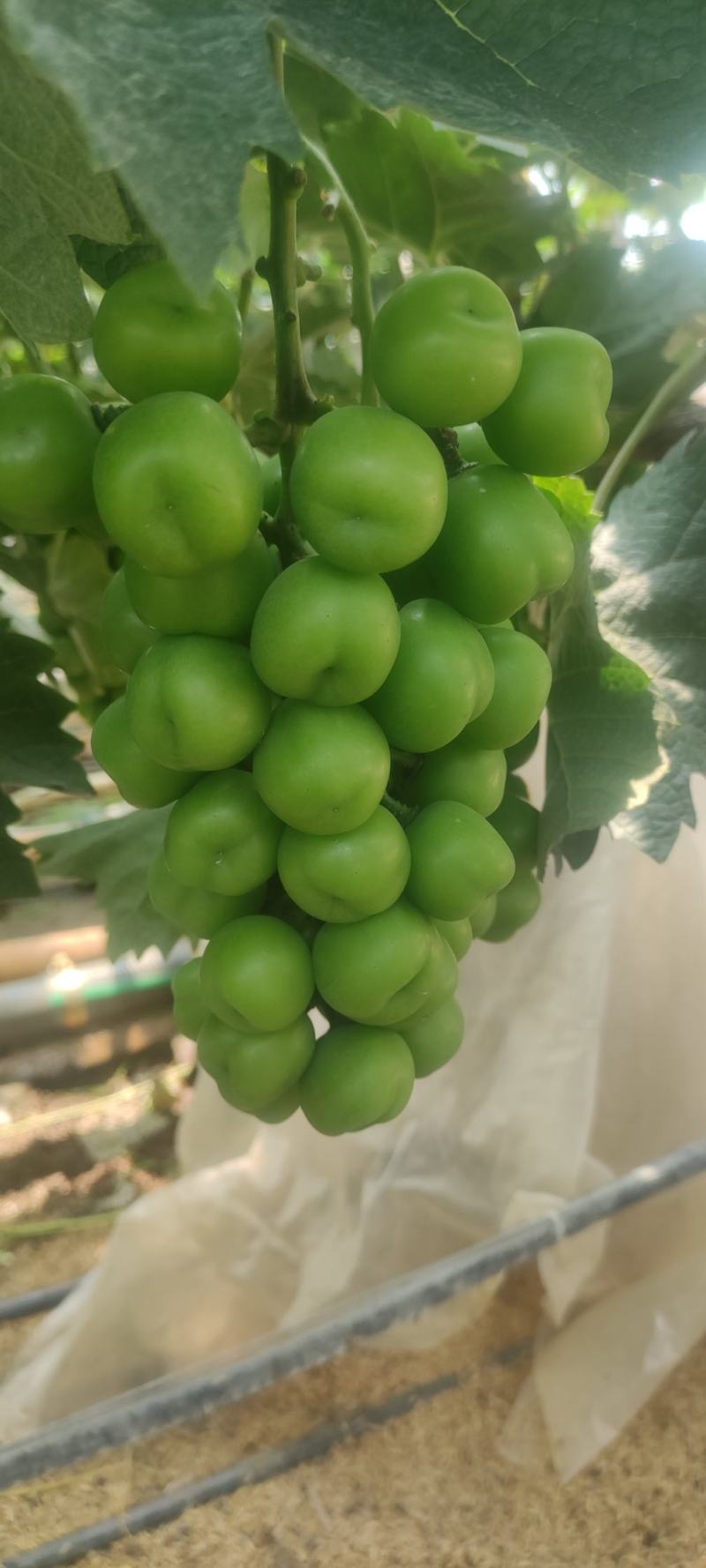 高品质湖南常德阳光玫瑰，颗粒饱满。大小均匀，串行漂亮