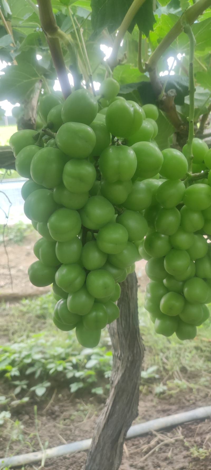 高品质湖南常德阳光玫瑰，颗粒饱满。大小均匀，串行漂亮
