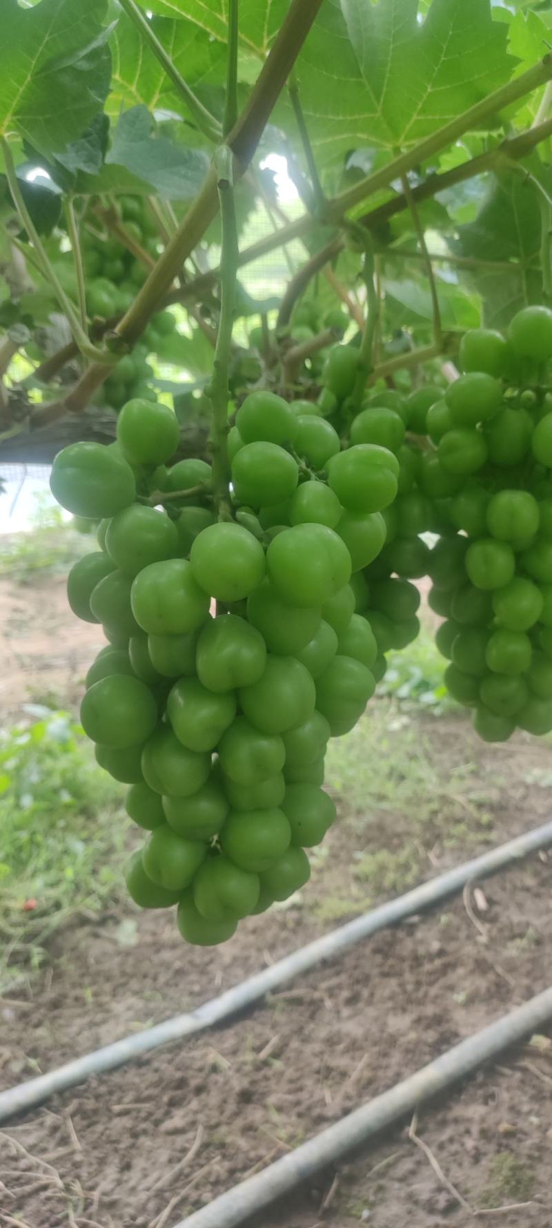 高品质湖南常德阳光玫瑰，颗粒饱满。大小均匀，串行漂亮