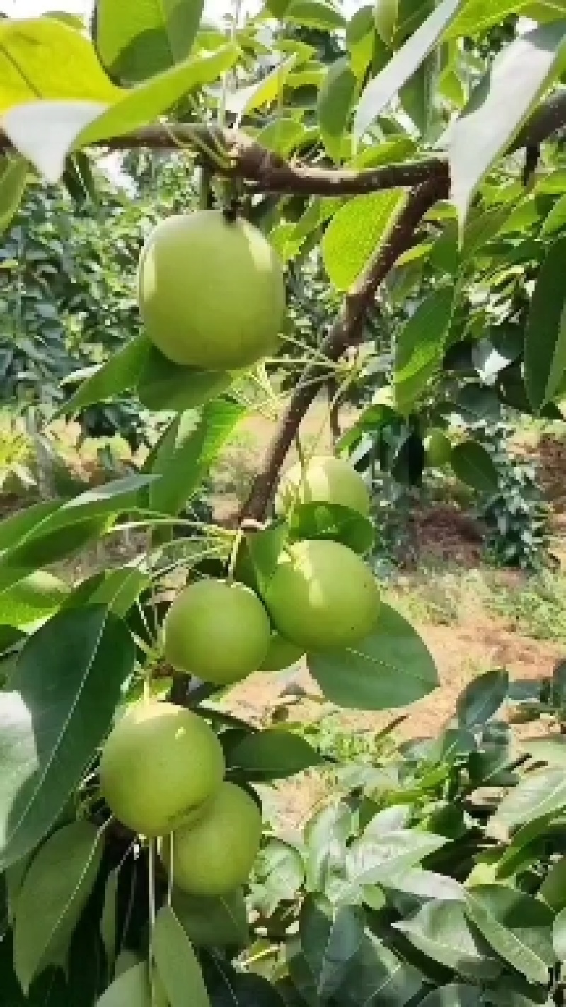 湖北襄阳枣阳酥脆一号大量上市全国接单甜度高