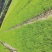[推荐]贵州湿地松苗种苗湿地松大量供应诚信经营