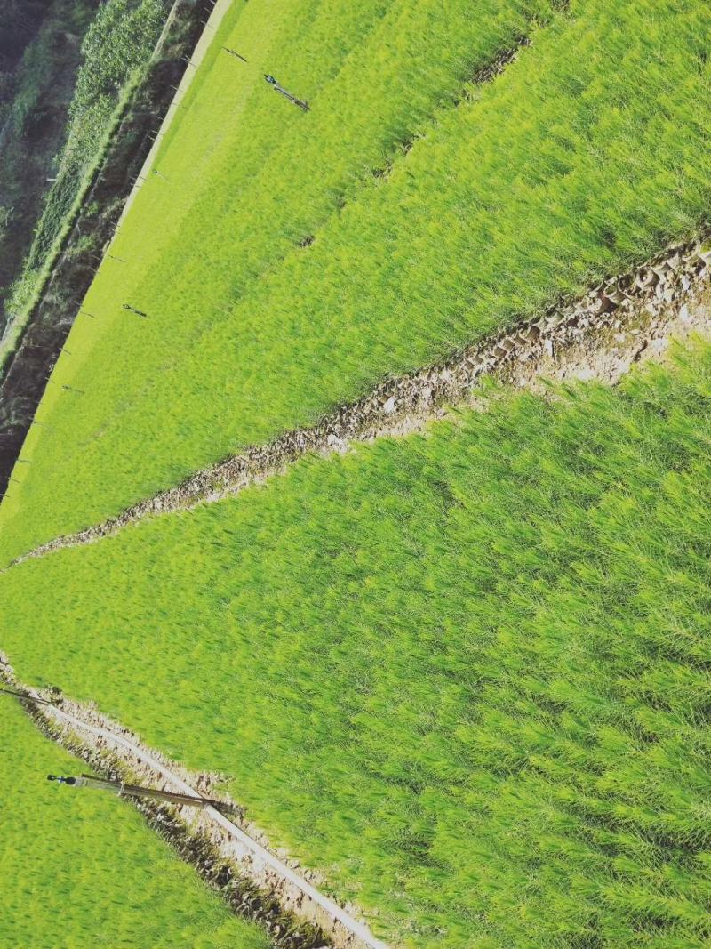[推荐]贵州湿地松苗种苗湿地松大量供应诚信经营