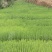 [推荐]贵州湿地松苗种苗湿地松大量供应诚信经营