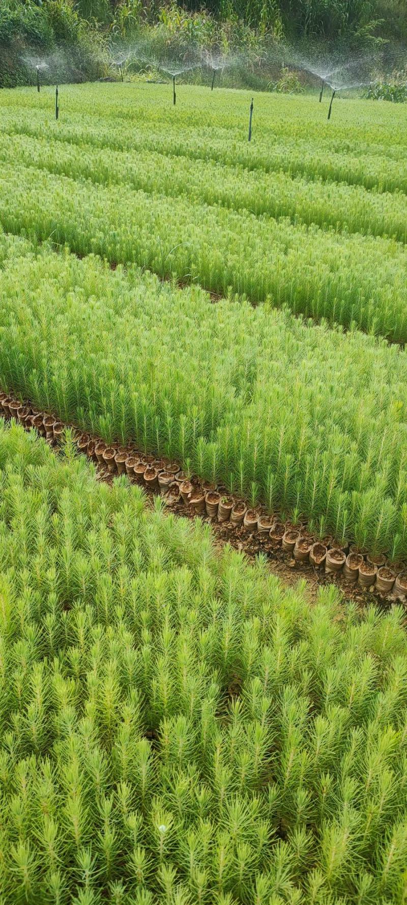 [推荐]贵州湿地松苗种苗湿地松大量供应诚信经营