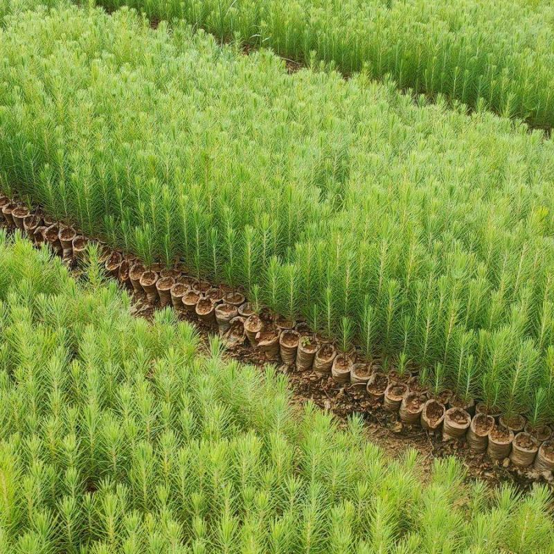 [推荐]贵州湿地松苗种苗湿地松大量供应诚信经营