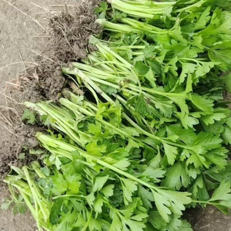 山东德州芹菜苗大量有货/精品法国皇后芹菜苗量大从优