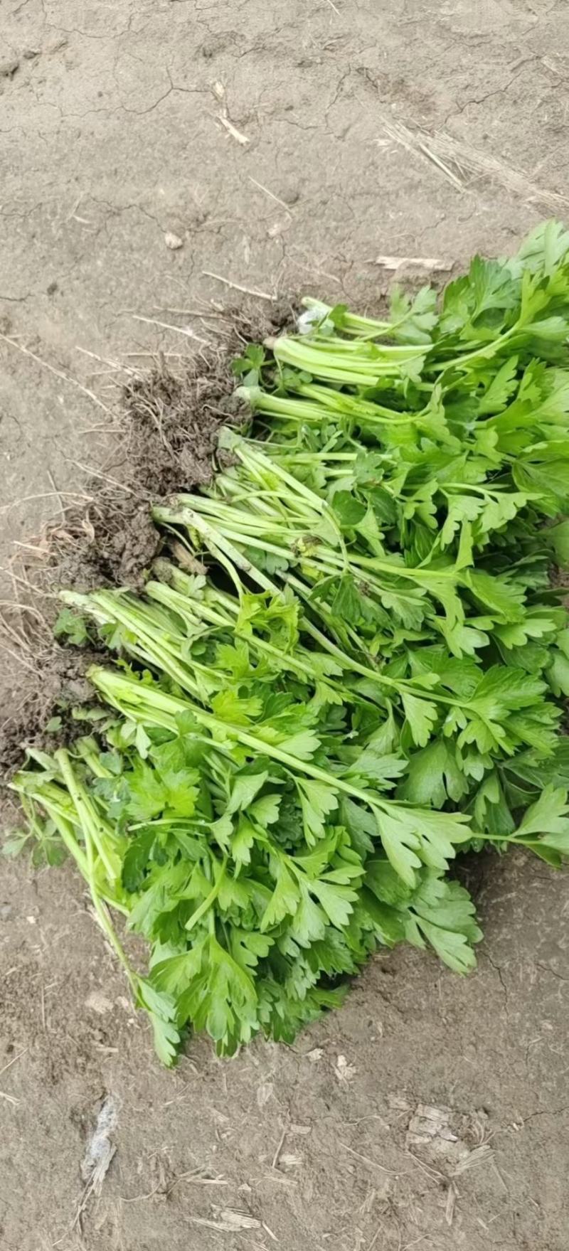 山东德州芹菜苗大量有货/精品法国皇后芹菜苗量大从优