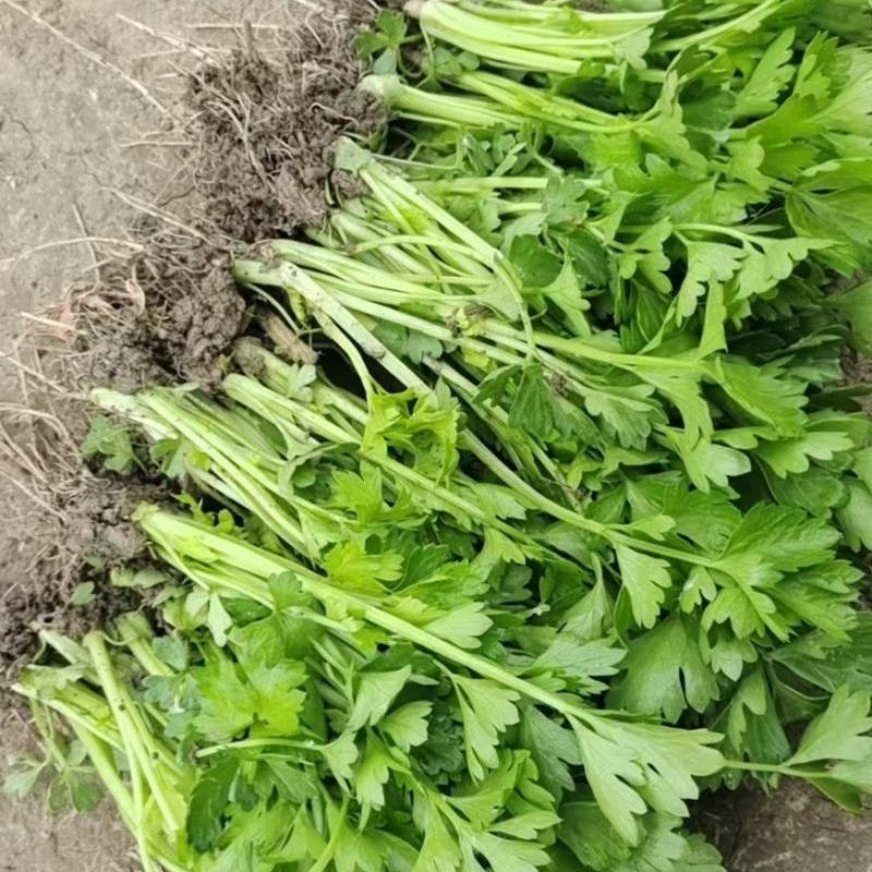 山东德州芹菜苗大量有货/精品法国皇后芹菜苗量大从优