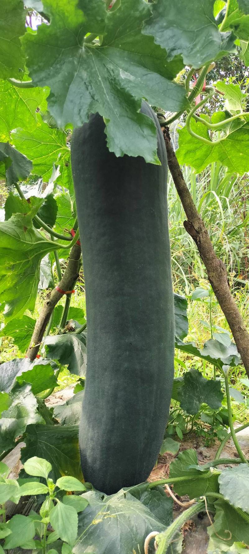 广西黑皮冬瓜，黑皮吊冬瓜，产地供货，全国发货，欢迎来采购