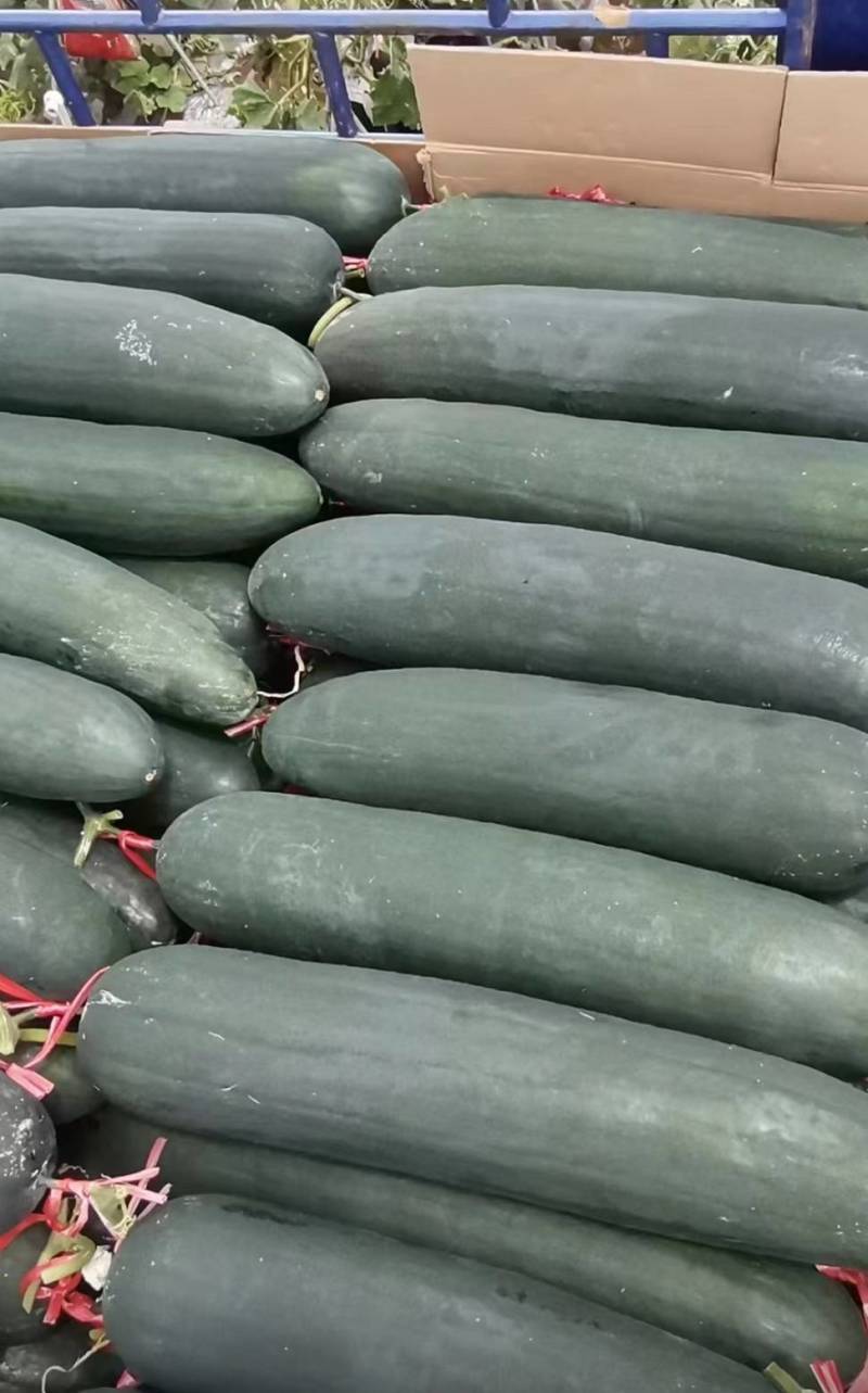 广西黑皮冬瓜，黑皮吊冬瓜，产地供货，全国发货，欢迎来采购
