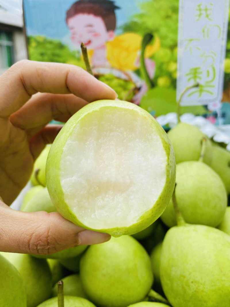 河北精品绿宝石梨大量上市香甜可口量大从优产地直供