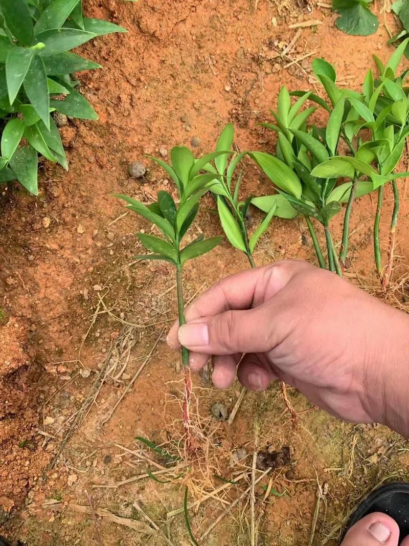 裸根竹柏苗，水培长寿竹基地直发大量供应，量大价优