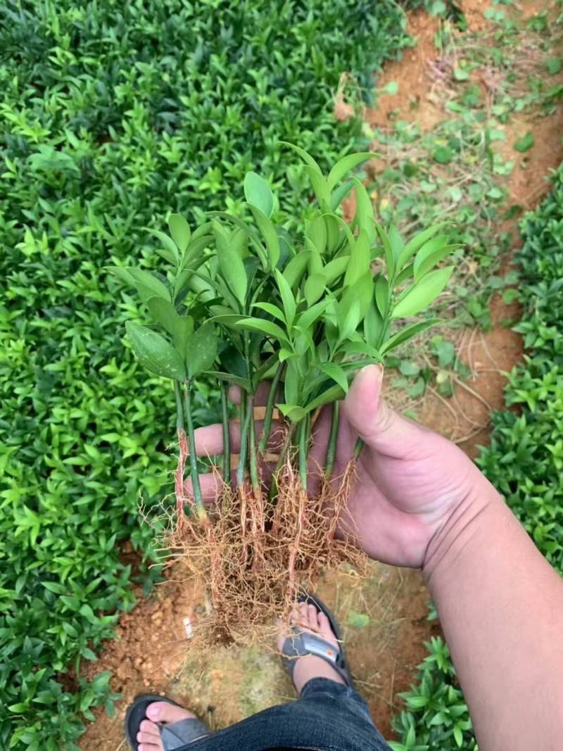 裸根竹柏苗，水培长寿竹基地直发大量供应，量大价优