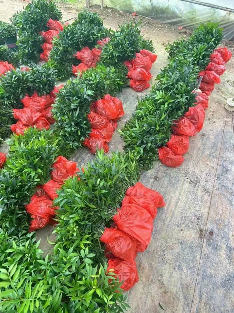裸根竹柏苗，水培长寿竹基地直发大量供应，量大价优