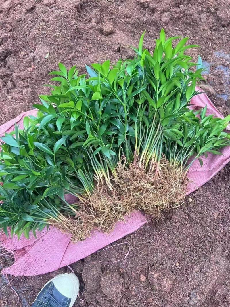 裸根竹柏苗，水培长寿竹基地直发大量供应，量大价优