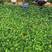 裸根竹柏苗，水培长寿竹基地直发大量供应，量大价优