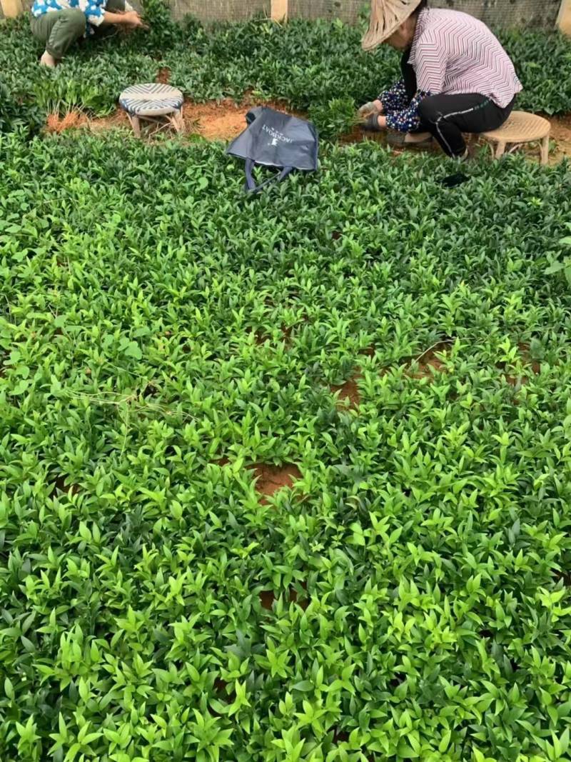 裸根竹柏苗，水培长寿竹基地直发大量供应，量大价优