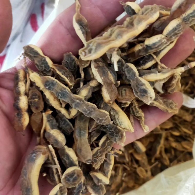 槐角大量供应，一手货源，产地直发，价格优惠