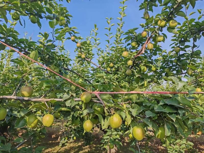 河北梨精品新梨七号量大从优香甜可口诚信经营