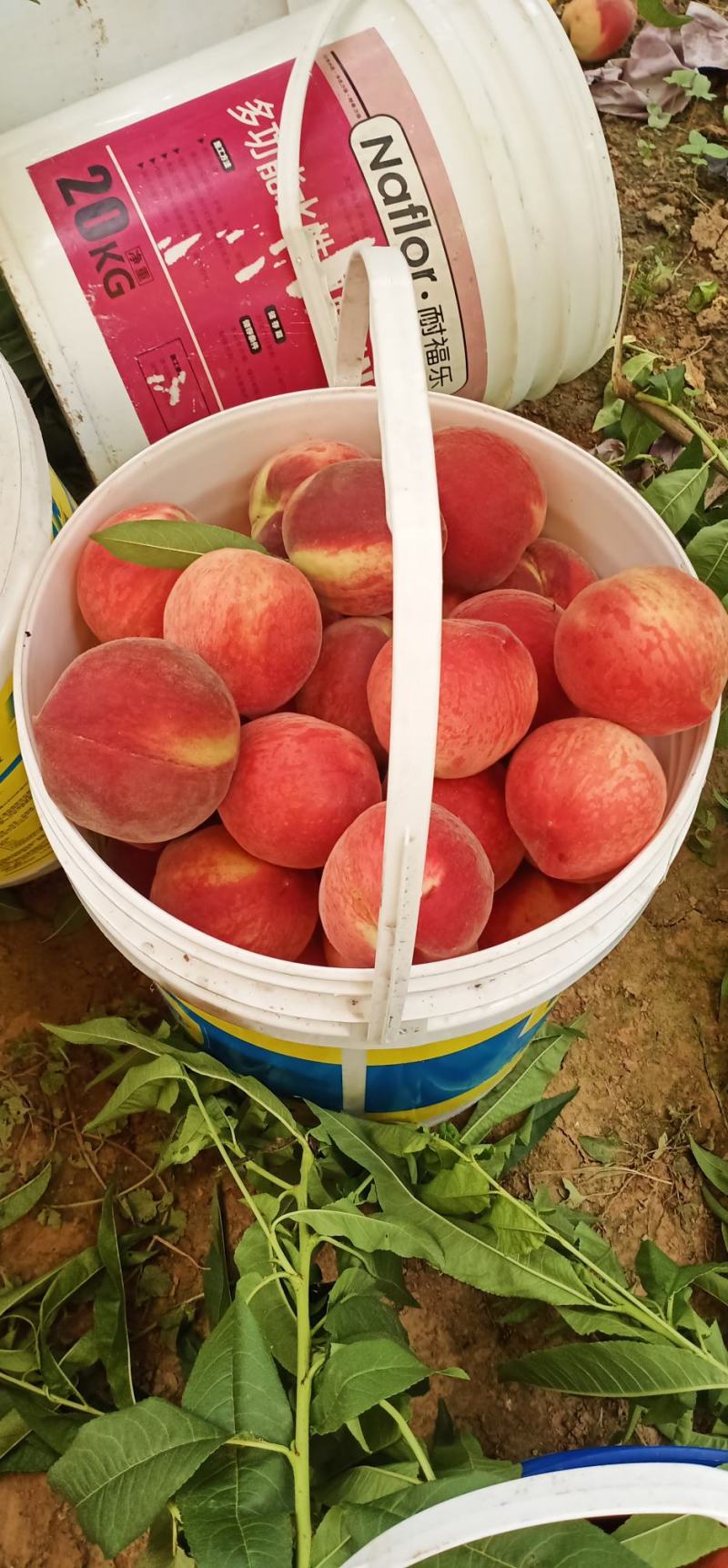 礼泉县水蜜桃突围桃