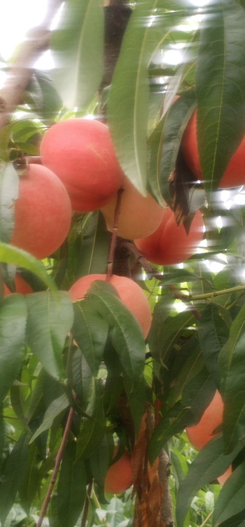 礼泉县水蜜桃突围桃