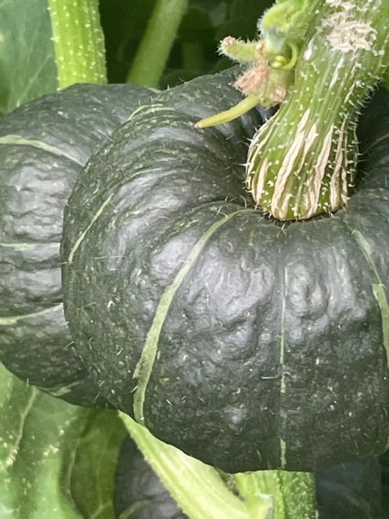 精品惠和1号贝贝南瓜大棚吊挂