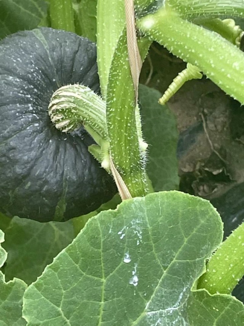 精品惠和1号贝贝南瓜大棚吊挂