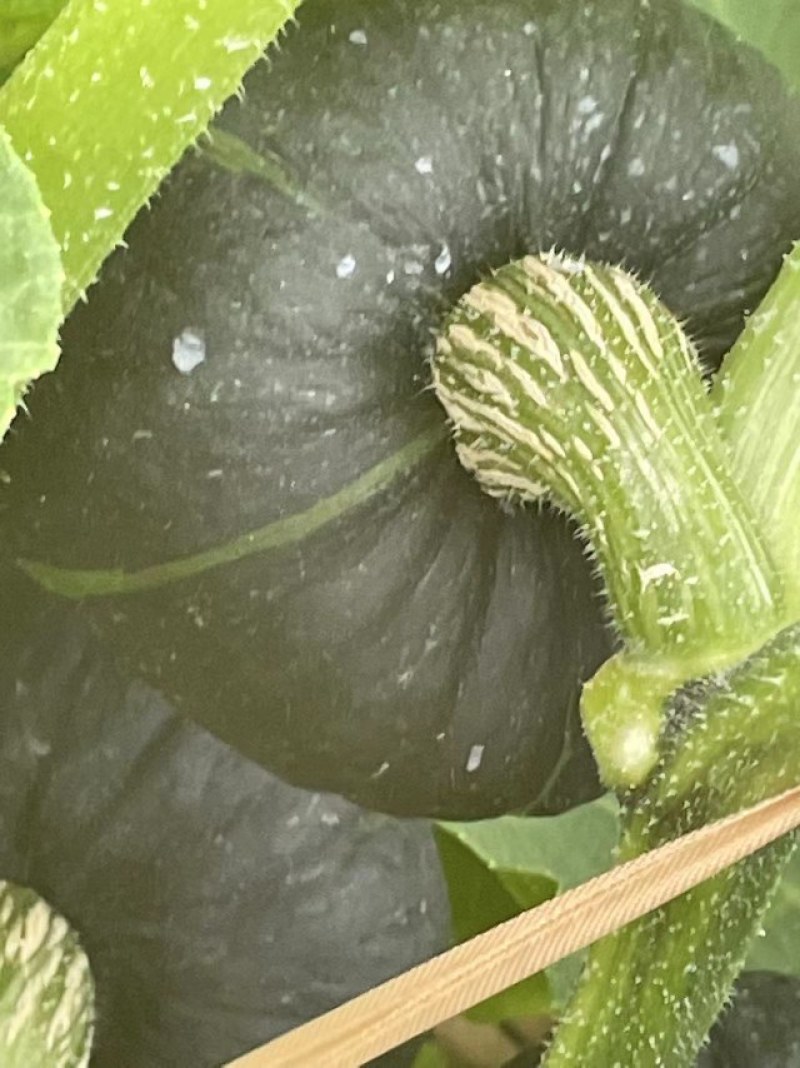 精品惠和1号贝贝南瓜大棚吊挂