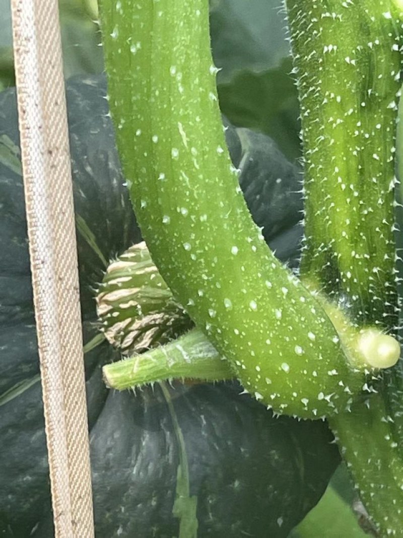 精品惠和1号贝贝南瓜大棚吊挂
