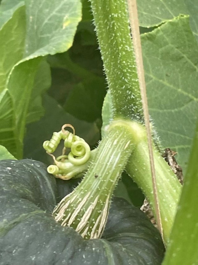 精品惠和1号贝贝南瓜大棚吊挂