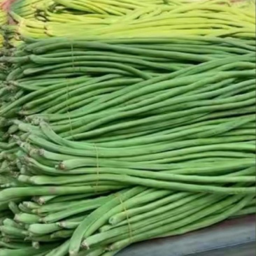 精品河南豆角大量上市，青条豆角全国发货，欢迎来电
