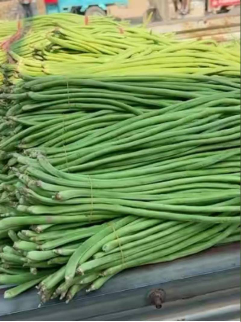精品河南豆角大量上市，青条豆角全国发货，欢迎来电
