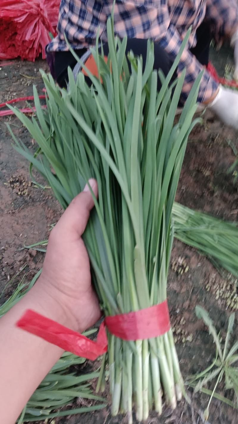 香河产地常年直供精品头茬韭菜小叶韭质量好价格实惠诚信服务