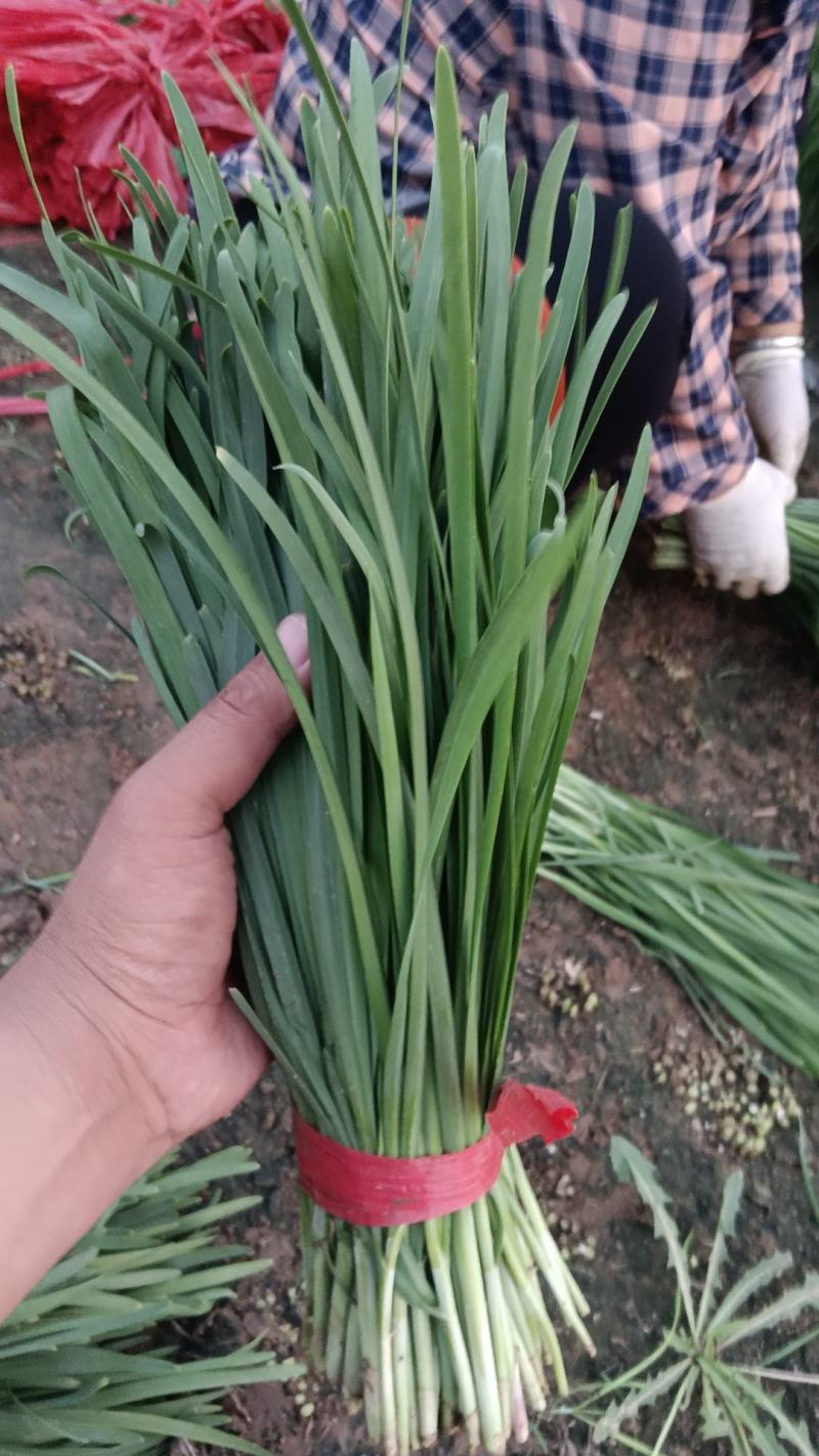 香河产地常年直供精品头茬韭菜小叶韭质量好价格实惠诚信服务