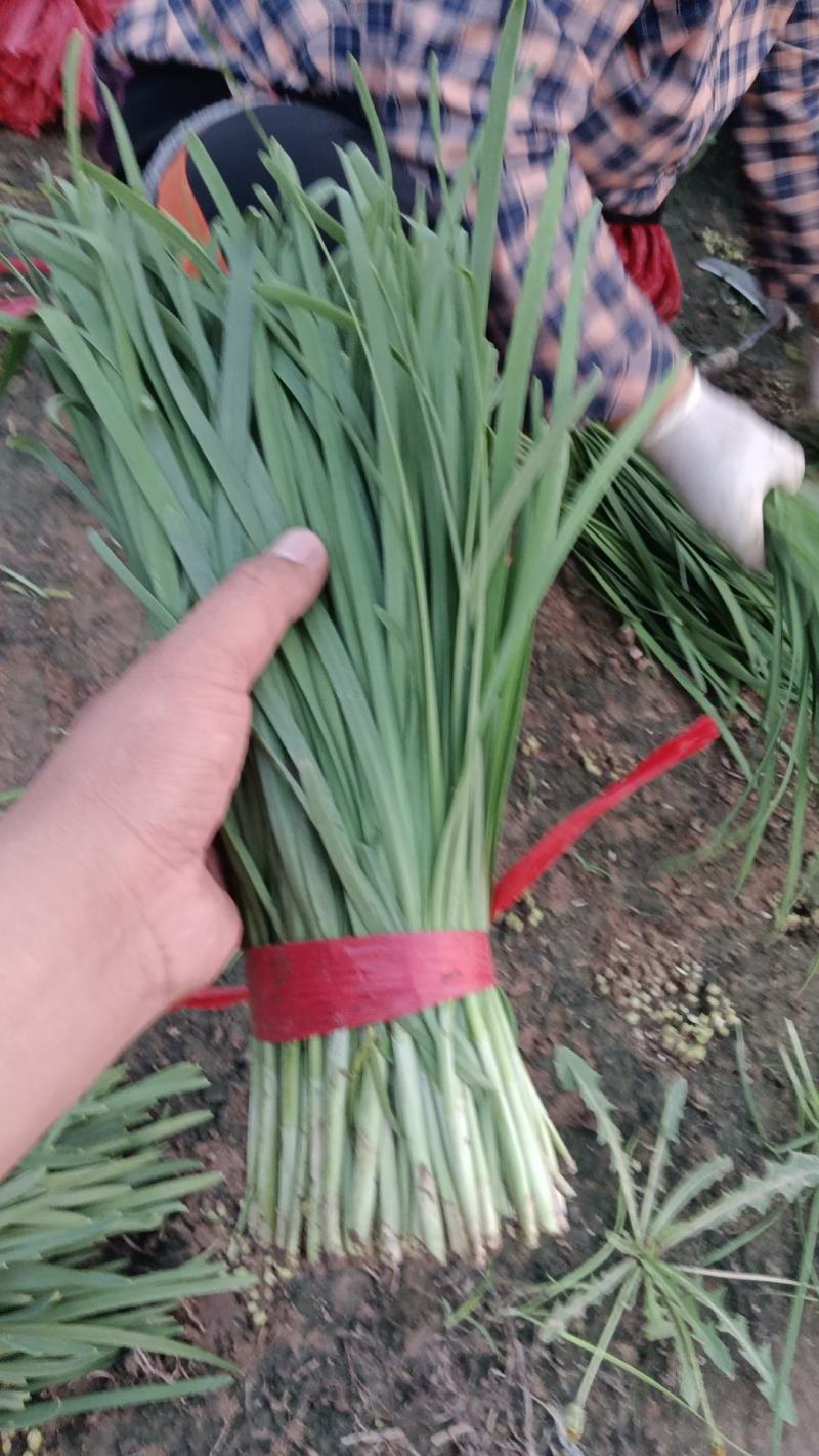 香河产地常年直供精品头茬韭菜小叶韭质量好价格实惠诚信服务