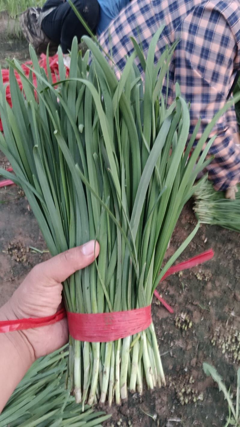 香河产地常年直供精品头茬韭菜小叶韭质量好价格实惠诚信服务