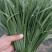 香河产地常年直供精品头茬韭菜小叶韭质量好价格实惠诚信服务