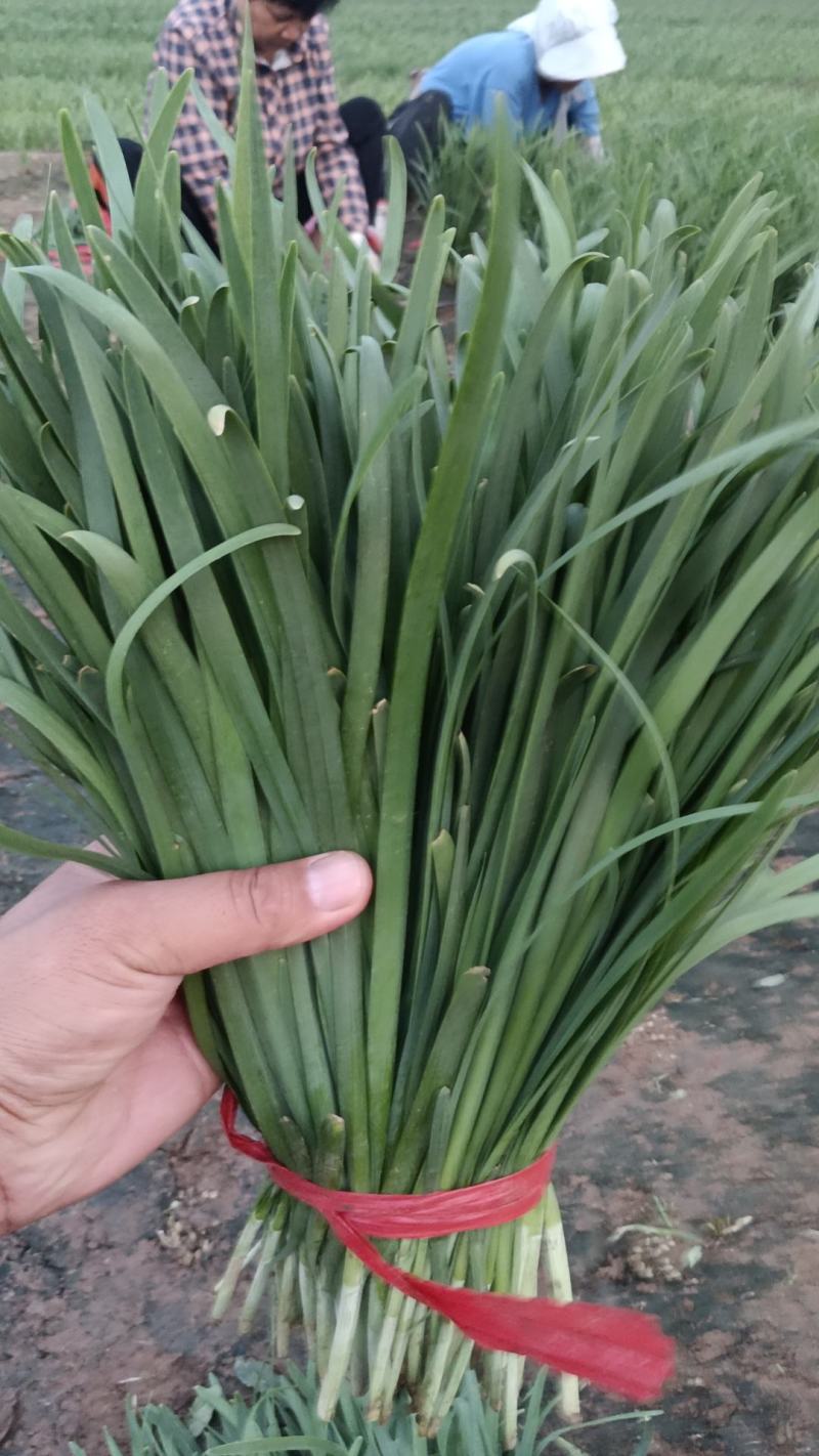 香河产地常年直供精品头茬韭菜小叶韭质量好价格实惠诚信服务