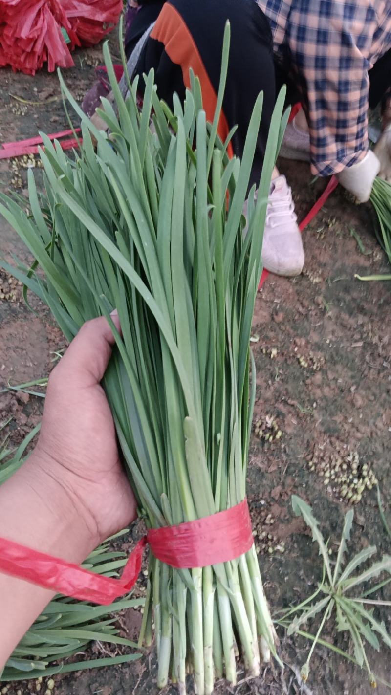 香河产地常年直供精品头茬韭菜小叶韭质量好价格实惠诚信服务