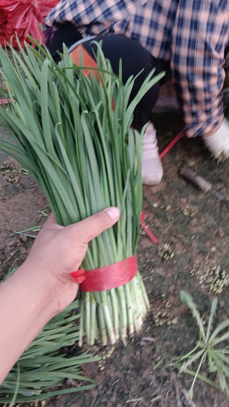 香河产地常年直供精品头茬韭菜小叶韭质量好价格实惠诚信服务