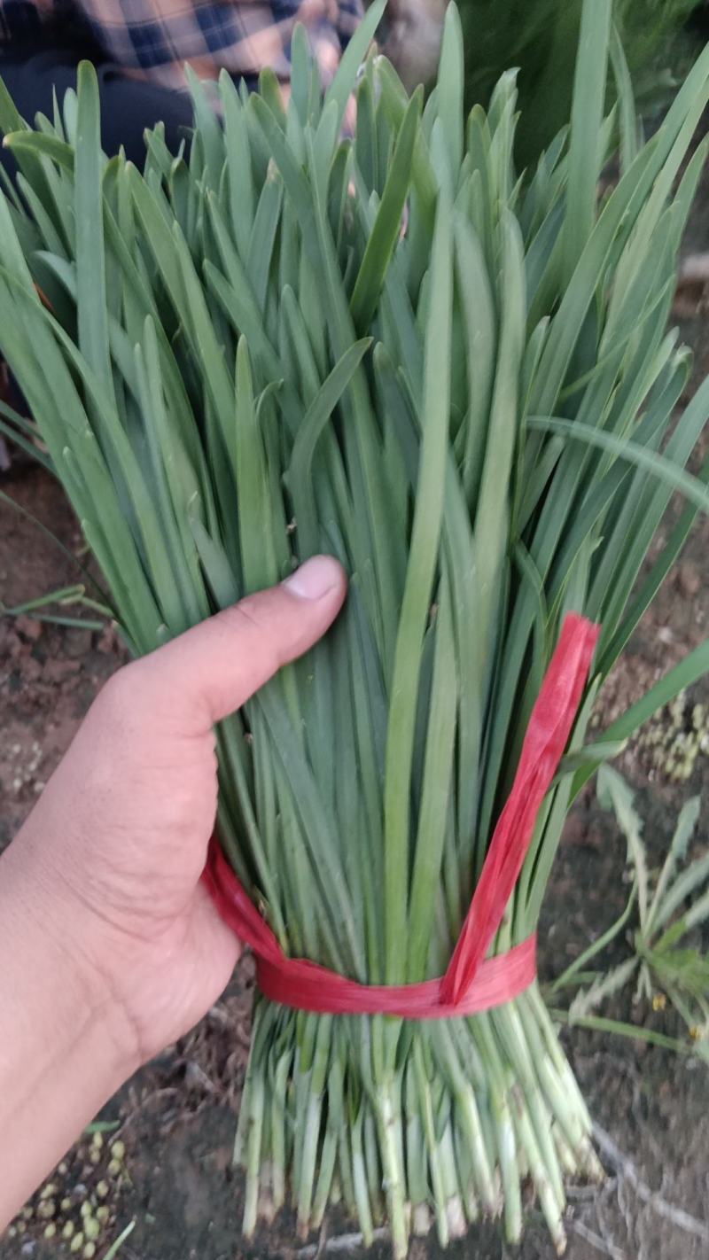 香河产地常年直供精品头茬韭菜小叶韭质量好价格实惠诚信服务