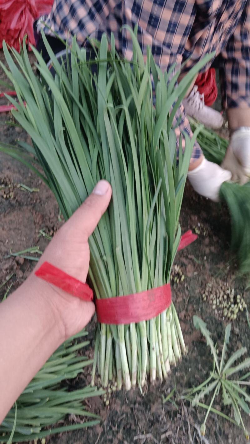 香河产地常年直供精品头茬韭菜小叶韭质量好价格实惠诚信服务