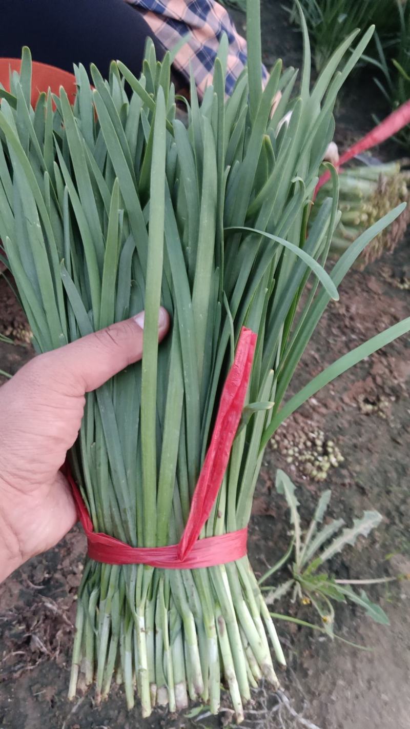 香河产地常年直供精品头茬韭菜小叶韭质量好价格实惠诚信服务