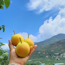 丁香梨，蜜梨