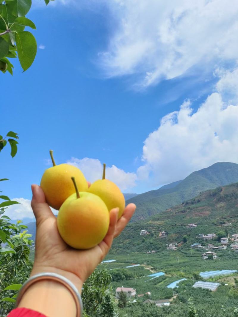 丁香梨，蜜梨