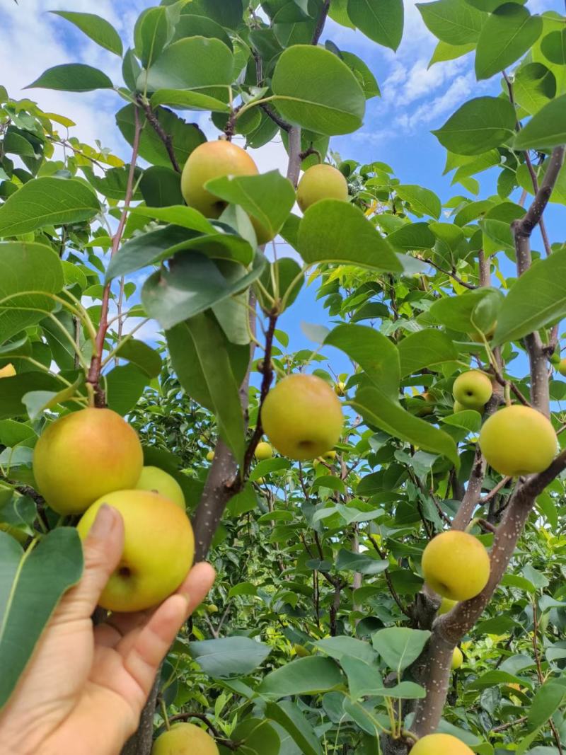 丁香梨，蜜梨