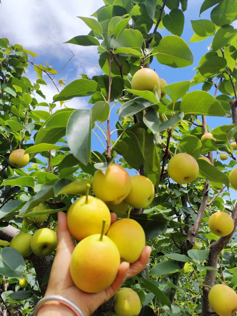 丁香梨，蜜梨