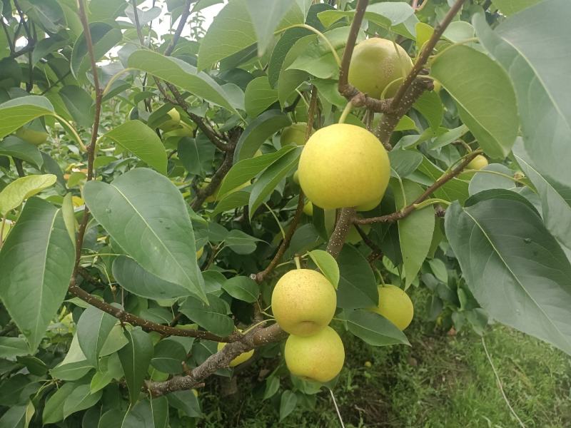 丁香梨，蜜梨