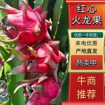 【实力供货】广东湛江火龙果基地红宝龙新鲜采摘直接发货