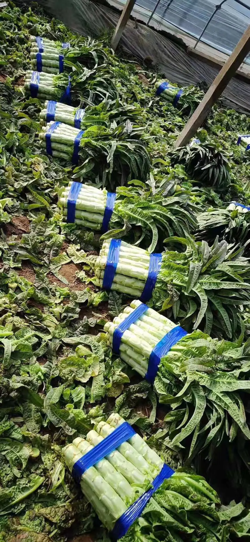 尖叶圆叶莴笋莴苣货源充足品质保证诚信经营欢迎咨询